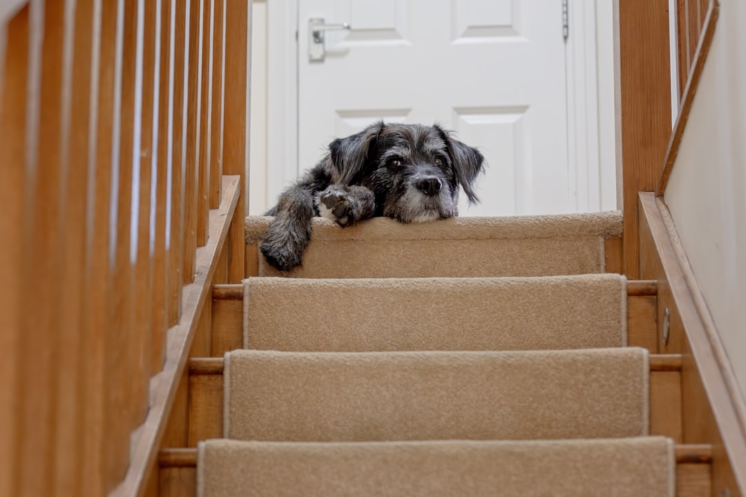 Dog resting near carpeted stairs in a home