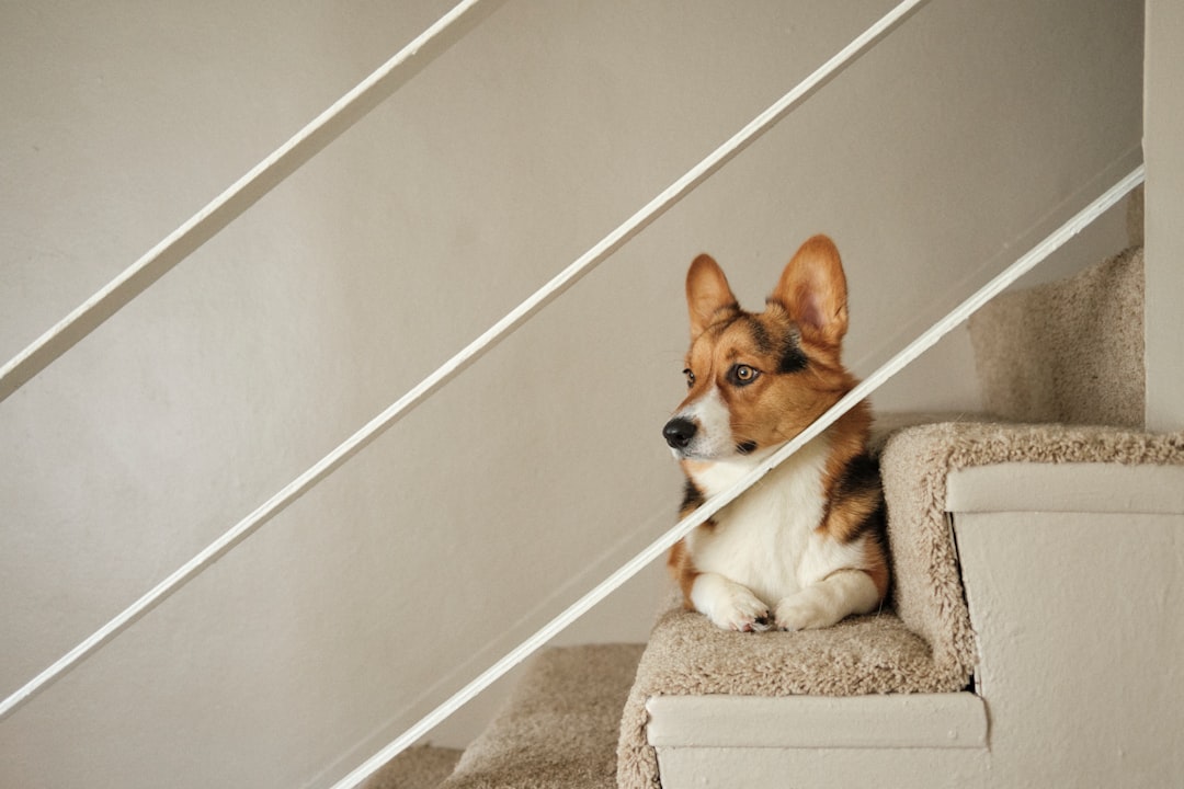 Dog near a carpeted staircase at home