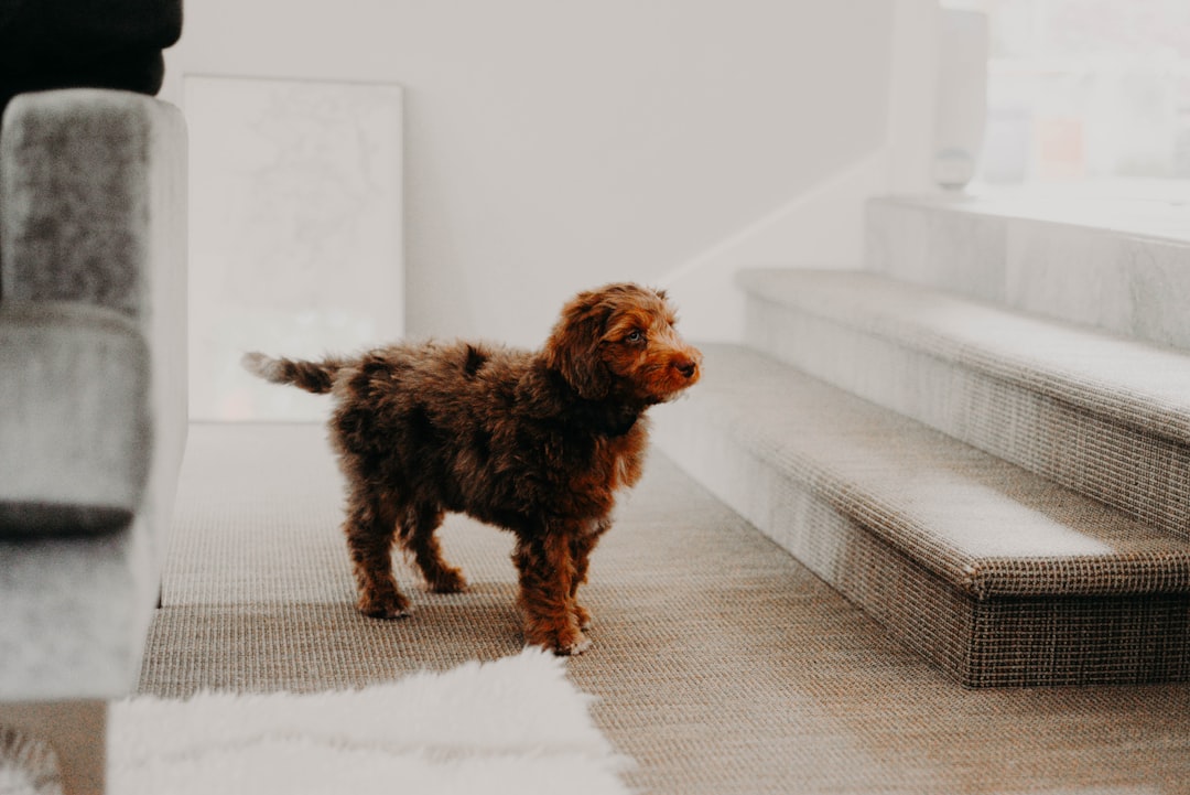 Dog beside carpeted stairs in a home interior